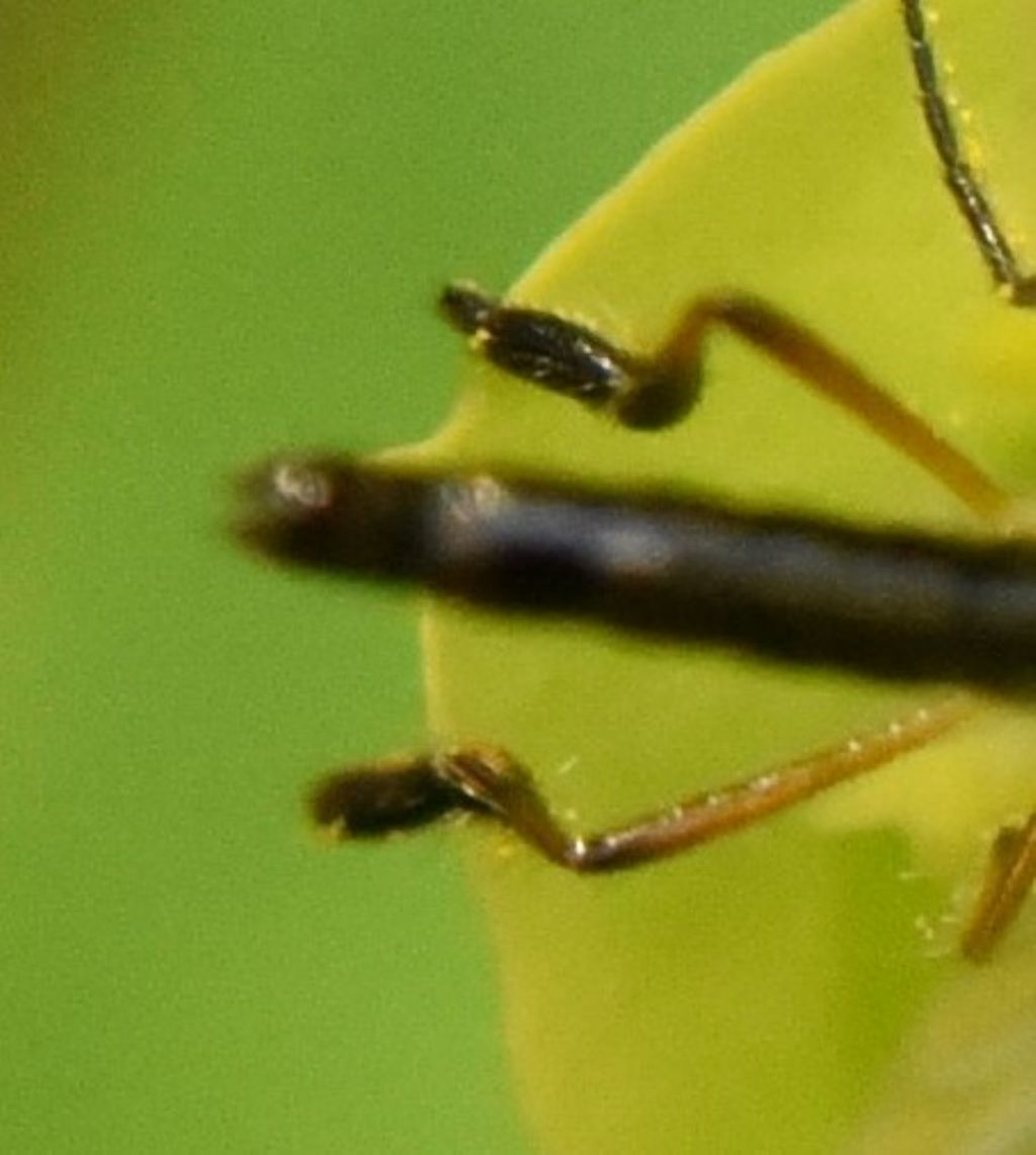 Brachystomatinae ID?